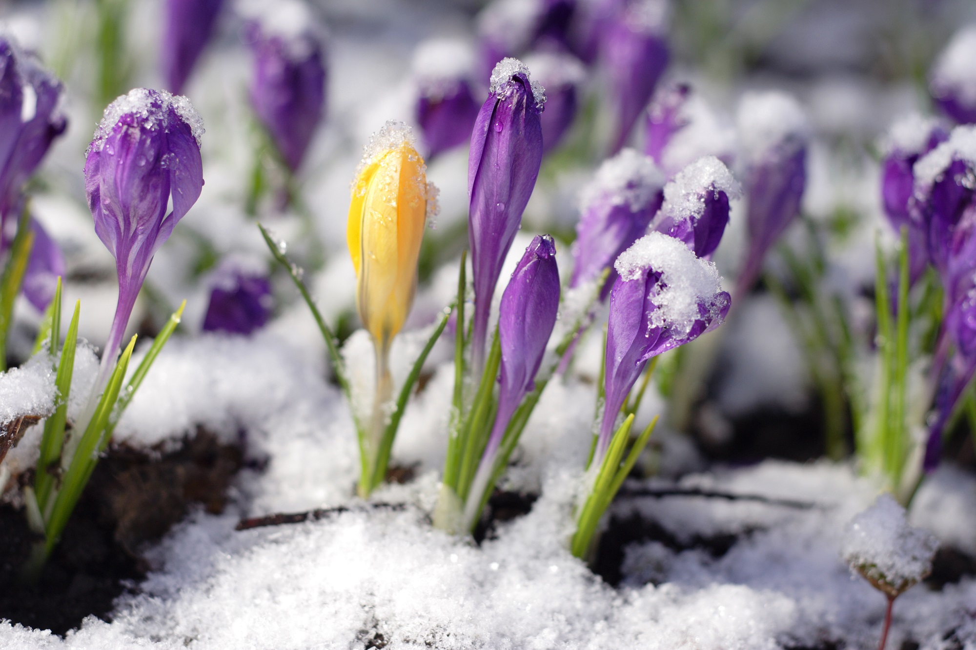Early spring. Первоцветы (подснежники, крокусы, гиацинты).. Цветы под снегом.